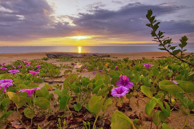Picture of sunrise looking out over the water at Hervey Bay. The sand is golden, the sun is reflecting of the water and there are purple beach flowers in the image.