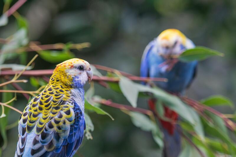 Picture of blue and yellow Australian parrots native to Hervey Bay and the Fraser Coast. 